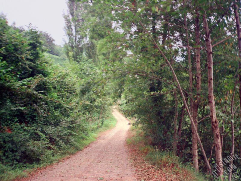 Trabzon`a ba�l� Of il�emizden bir k�y manzaras�.
