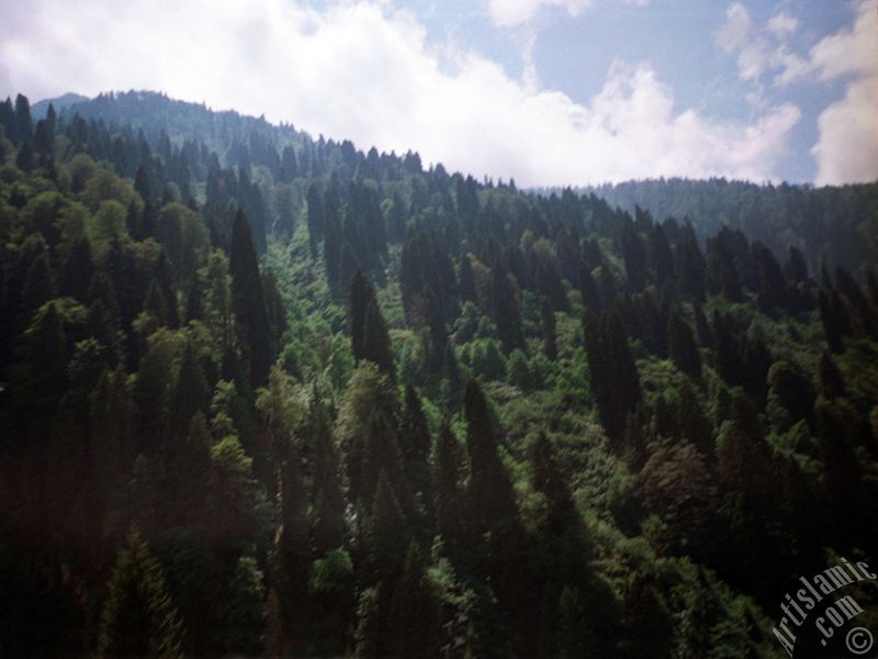 Rize Ayder Kapl�cas�`ndan bir manzara.
