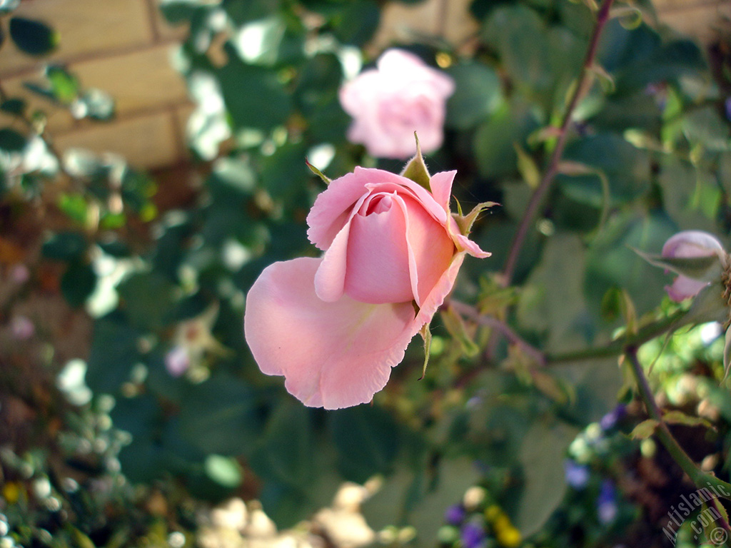 Pembe g�l resmi.
