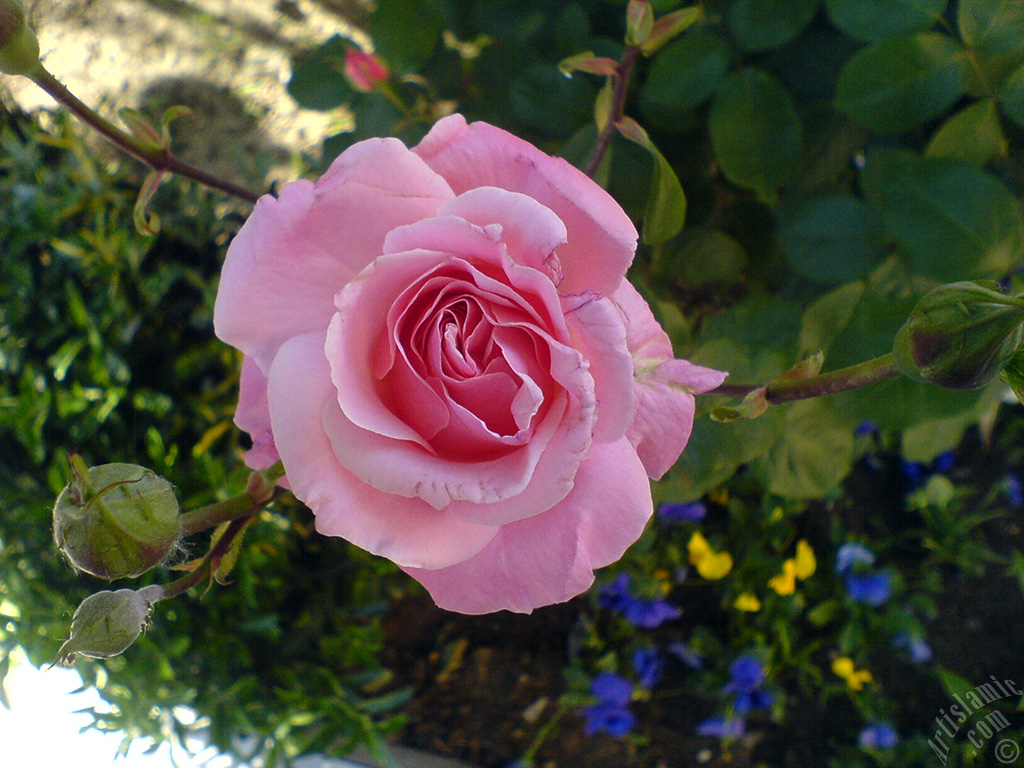 Pembe g�l ve tomurcuklar�n resmi.
