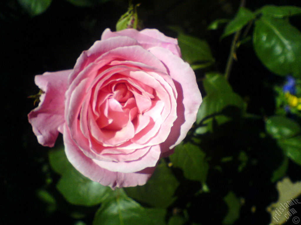 Pembe g�l resmi.
