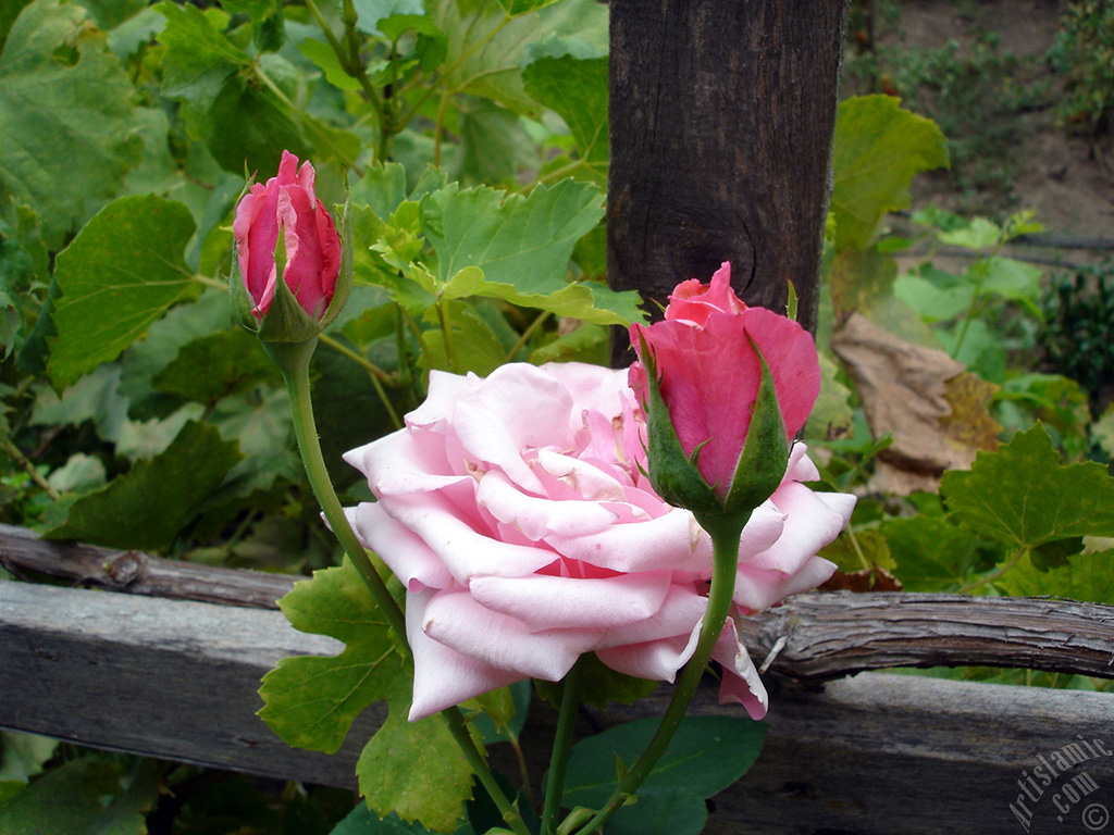 Pembe g�l resmi.
