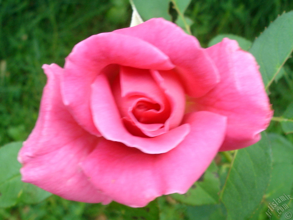 Pembe g�l resmi.

