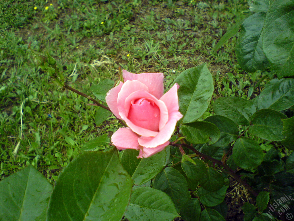 Pembe g�l resmi.
