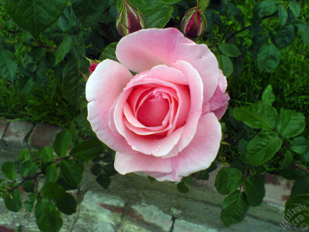 Pembe g�l ve yeni a�an tomurcuklar�n�n resmi.

