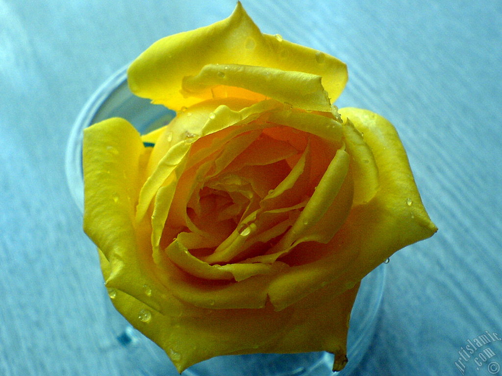 Sar� g�l resmi.
