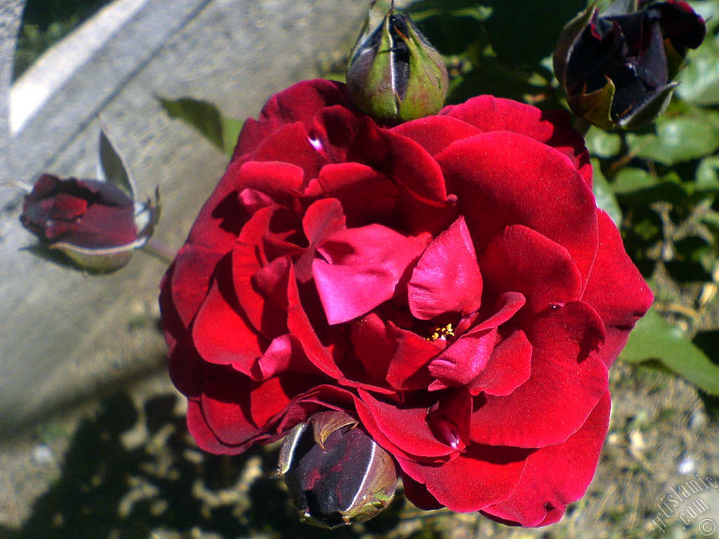 Koyu k�rm�z�-bordo g�l resmi.
