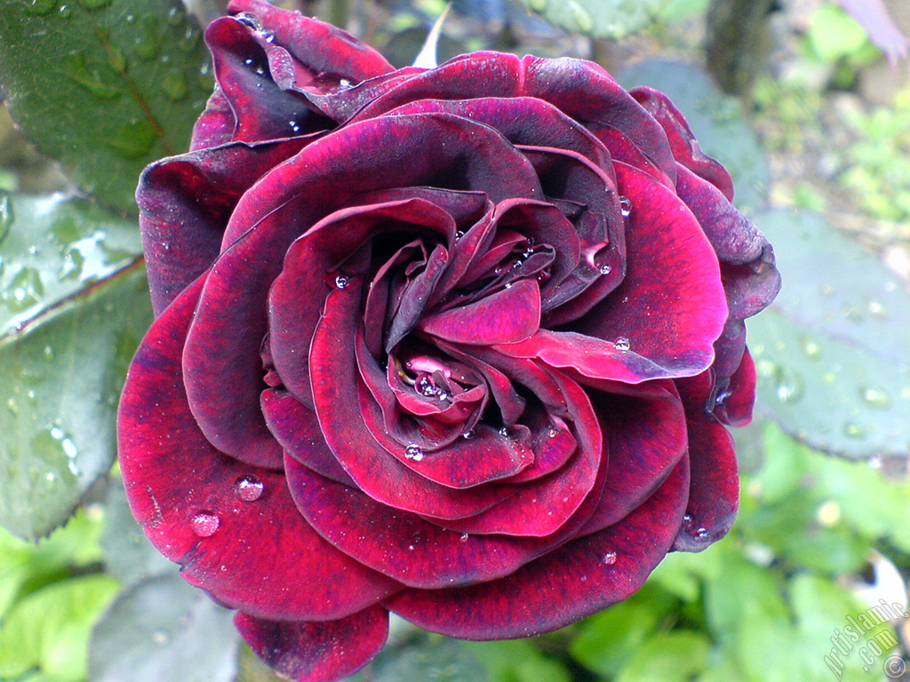 Koyu k�rm�z�-bordo g�l resmi.
