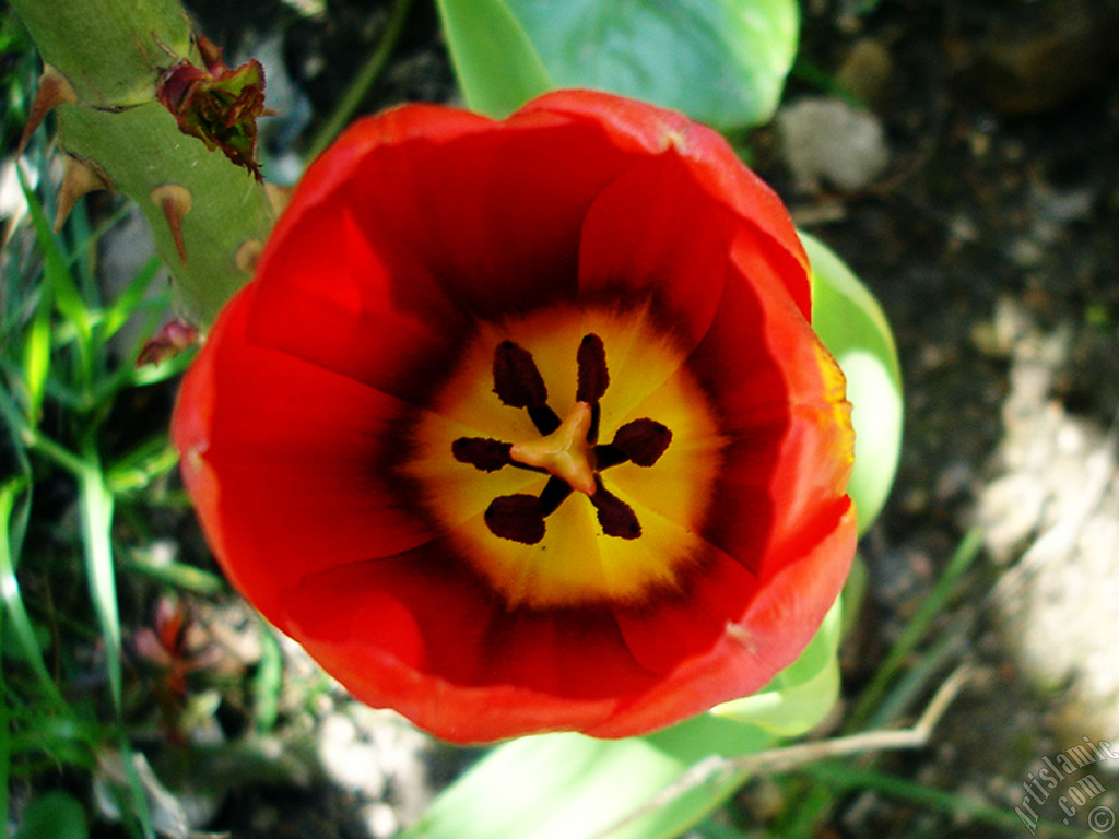K�rm�z� T�rk-Osmanl� Lalesi resmi.

