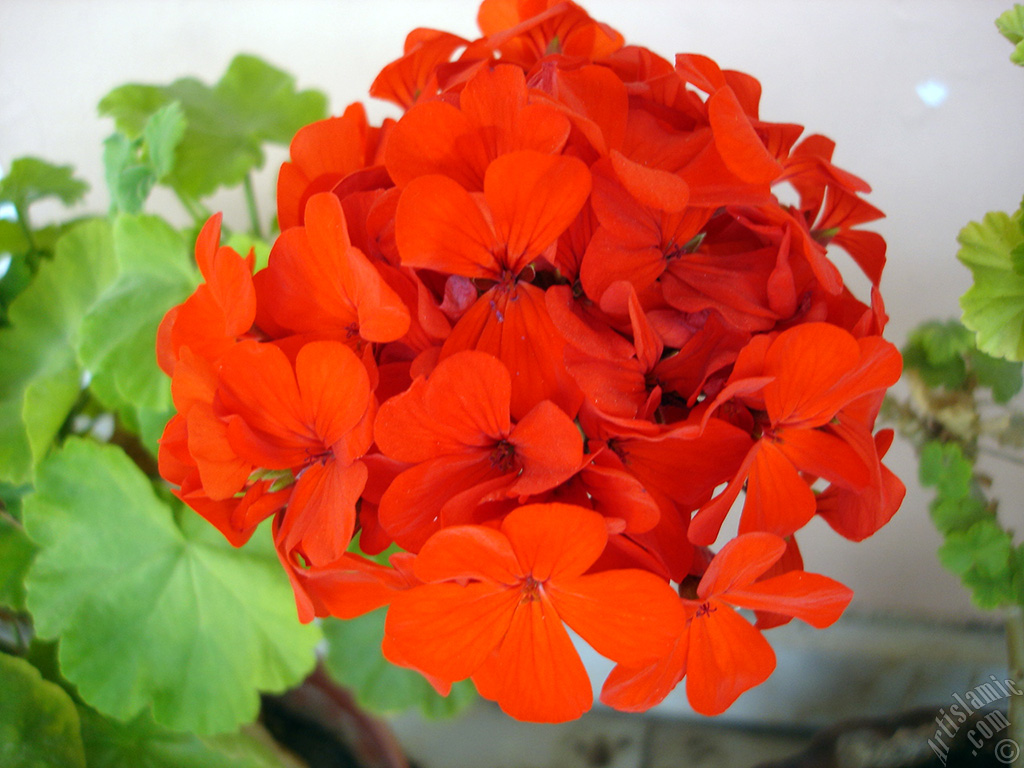 K�rm�z� sardunya �i�e�i resmi.
