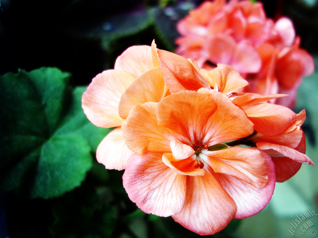 Pembe sardunya �i�e�i resmi.
