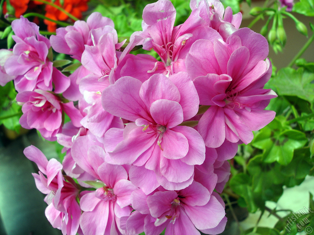Pembe sardunya �i�e�i resmi.
