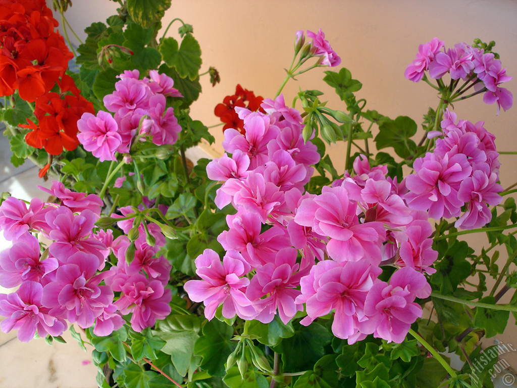 Pembe sardunya �i�e�i resmi.
