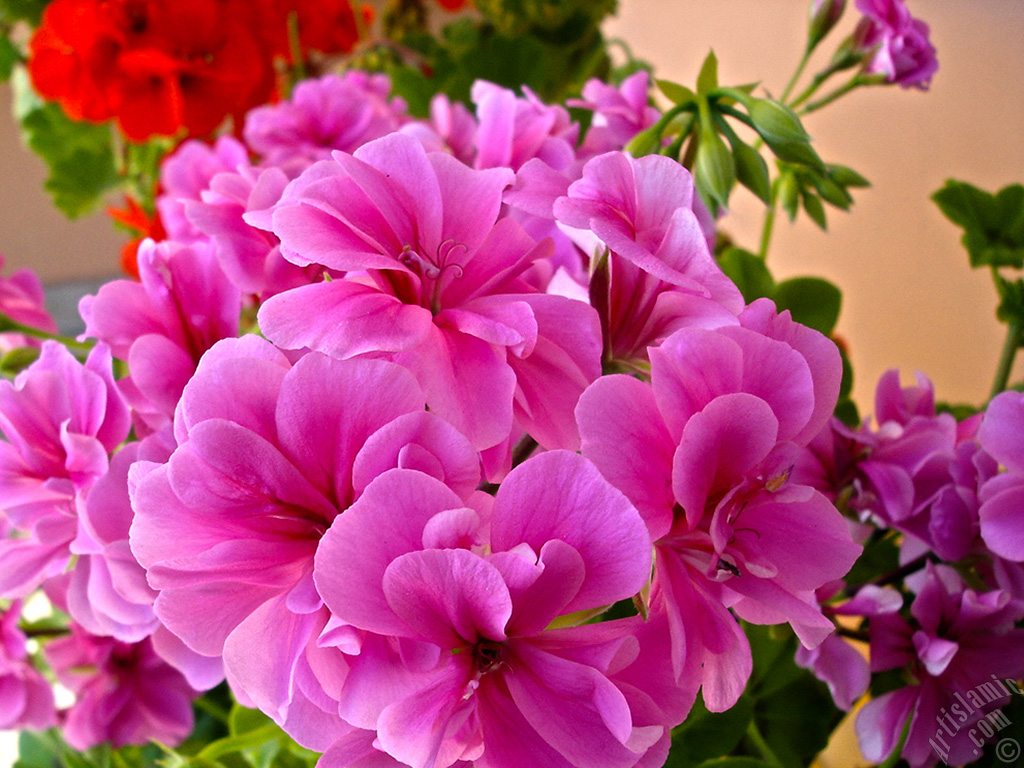 Pembe sardunya �i�e�i resmi.
