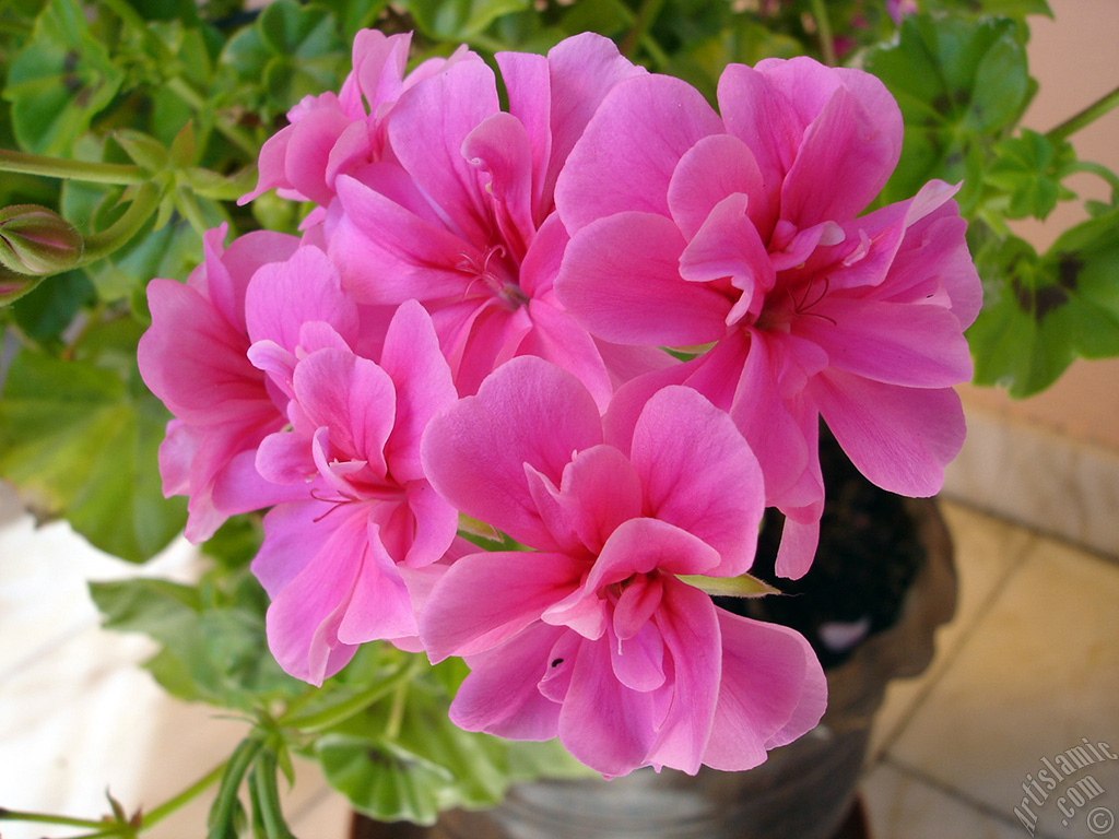 Pembe sardunya �i�e�i resmi.
