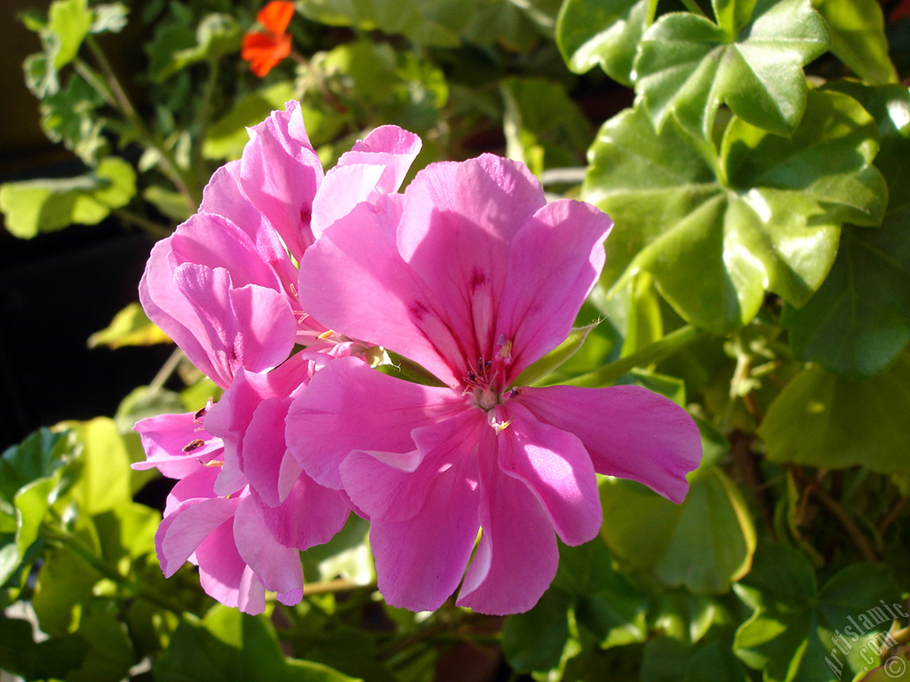 Pembe sardunya �i�e�i resmi.

