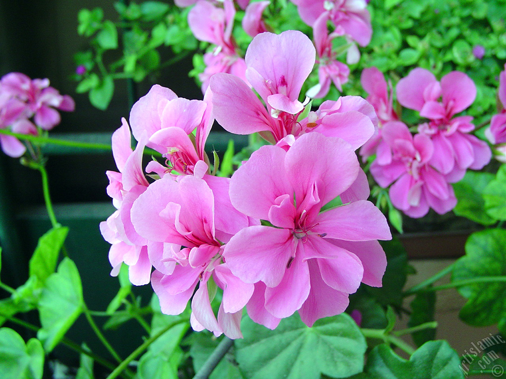 Pembe sardunya �i�e�i resmi.
