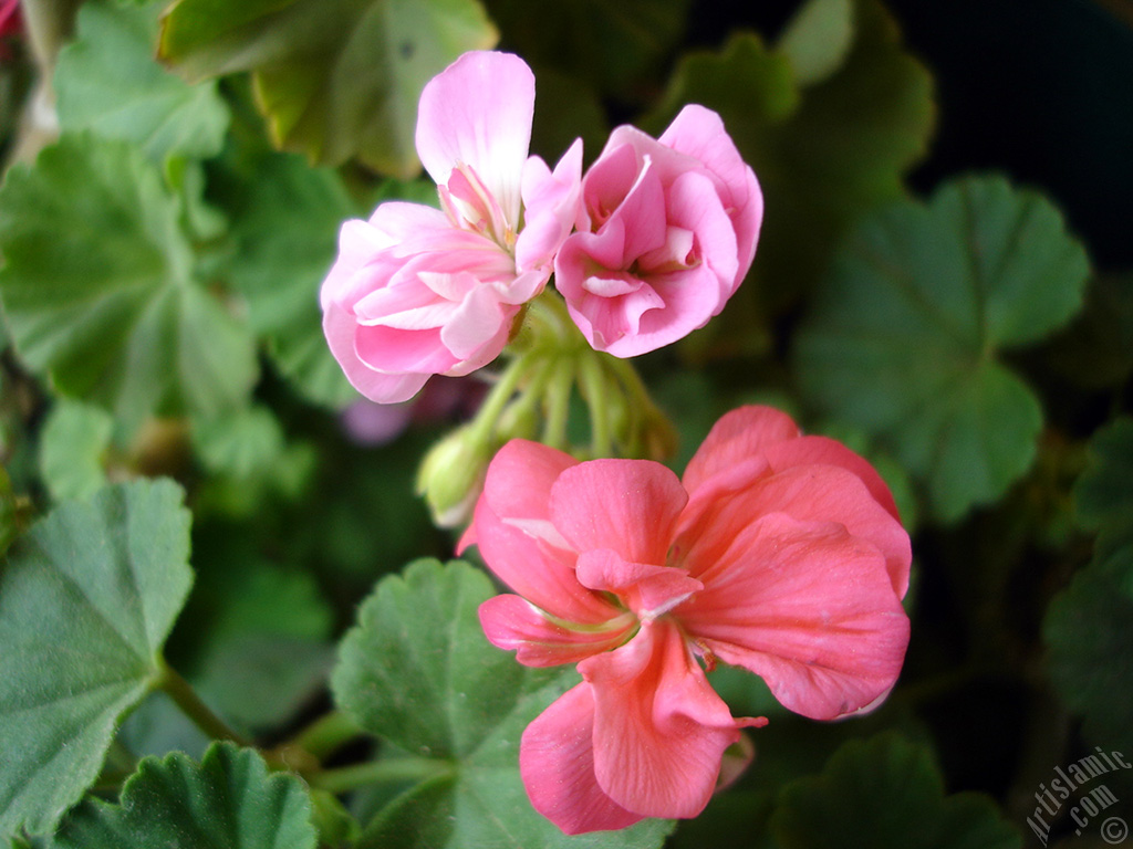 Pembe sardunya �i�e�i resmi.
