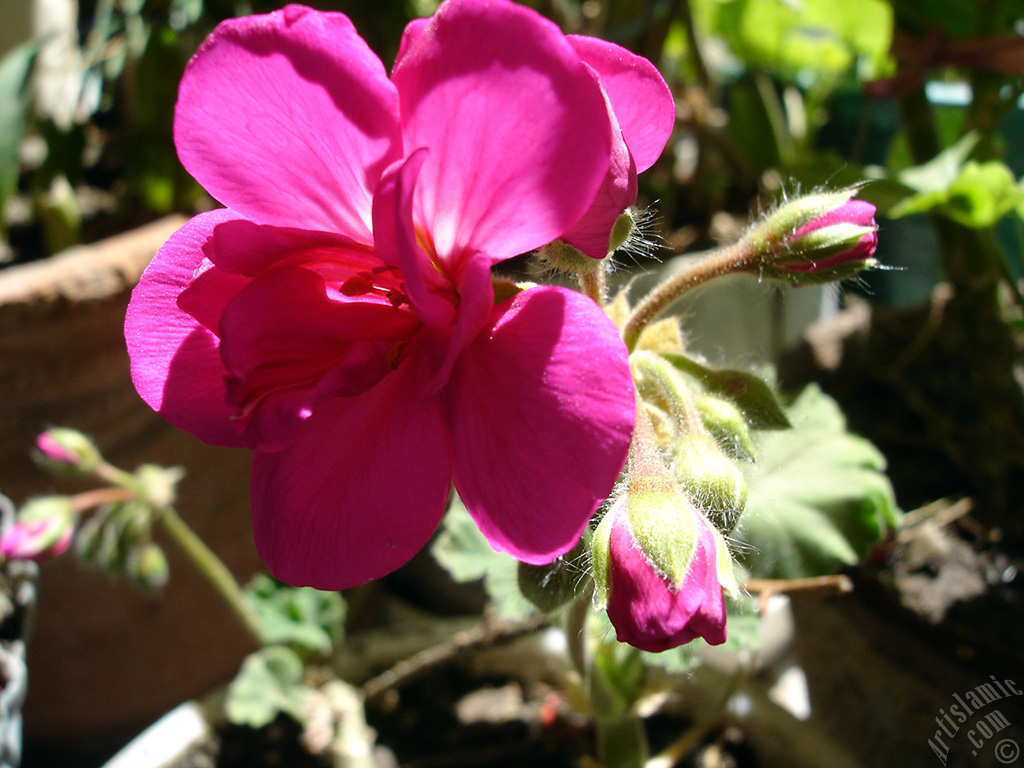 Pembe sardunya �i�e�i resmi.
