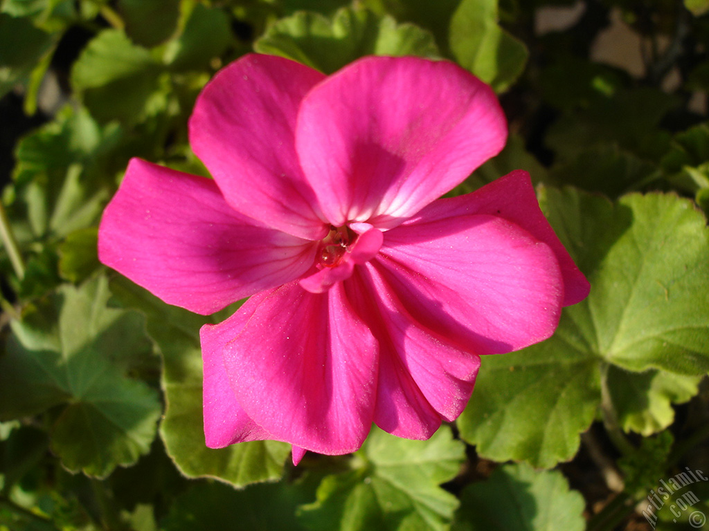 Pembe sardunya �i�e�i resmi.
