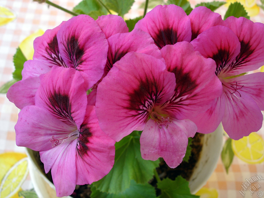 Koyu pembe alacal� sardunya �i�e�i resmi.
