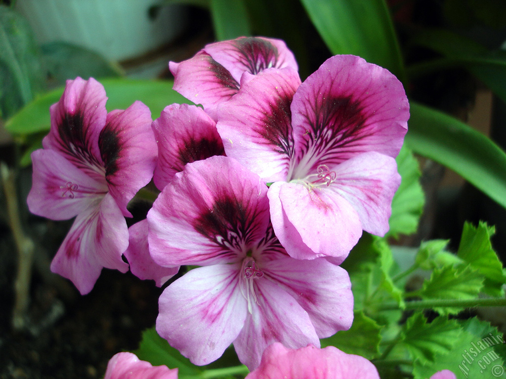 Koyu pembe alacal� sardunya �i�e�i resmi.
