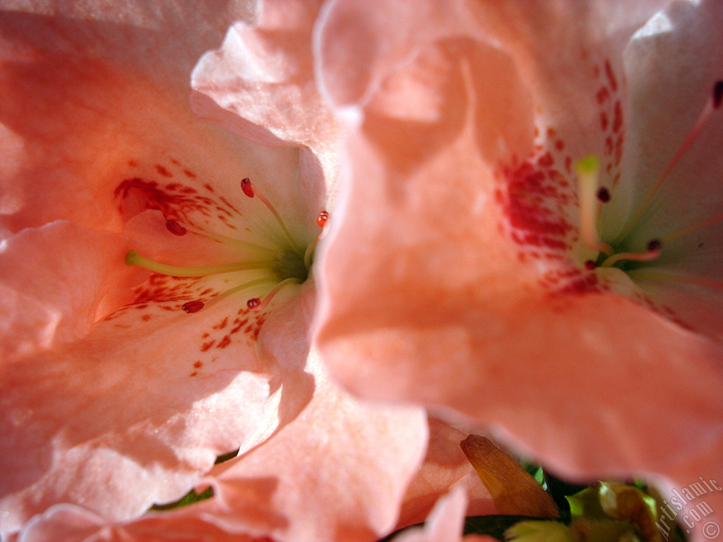 Pembe a�elya �i�e�i resmi.
