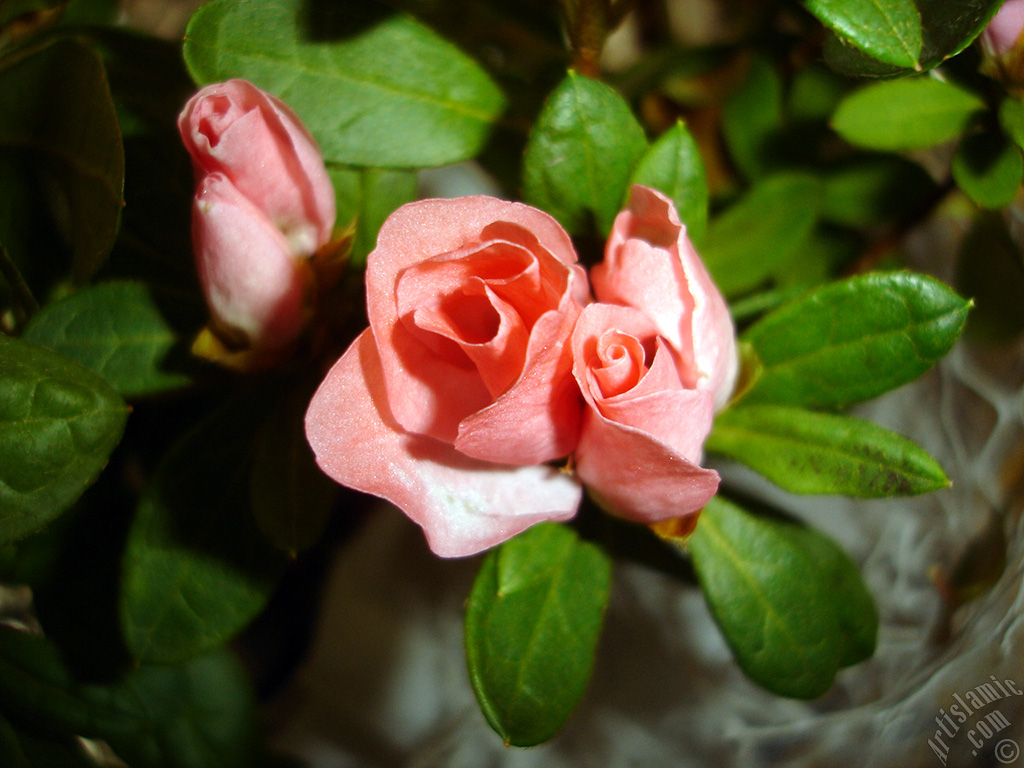 Pembe a�elya �i�e�i resmi.
