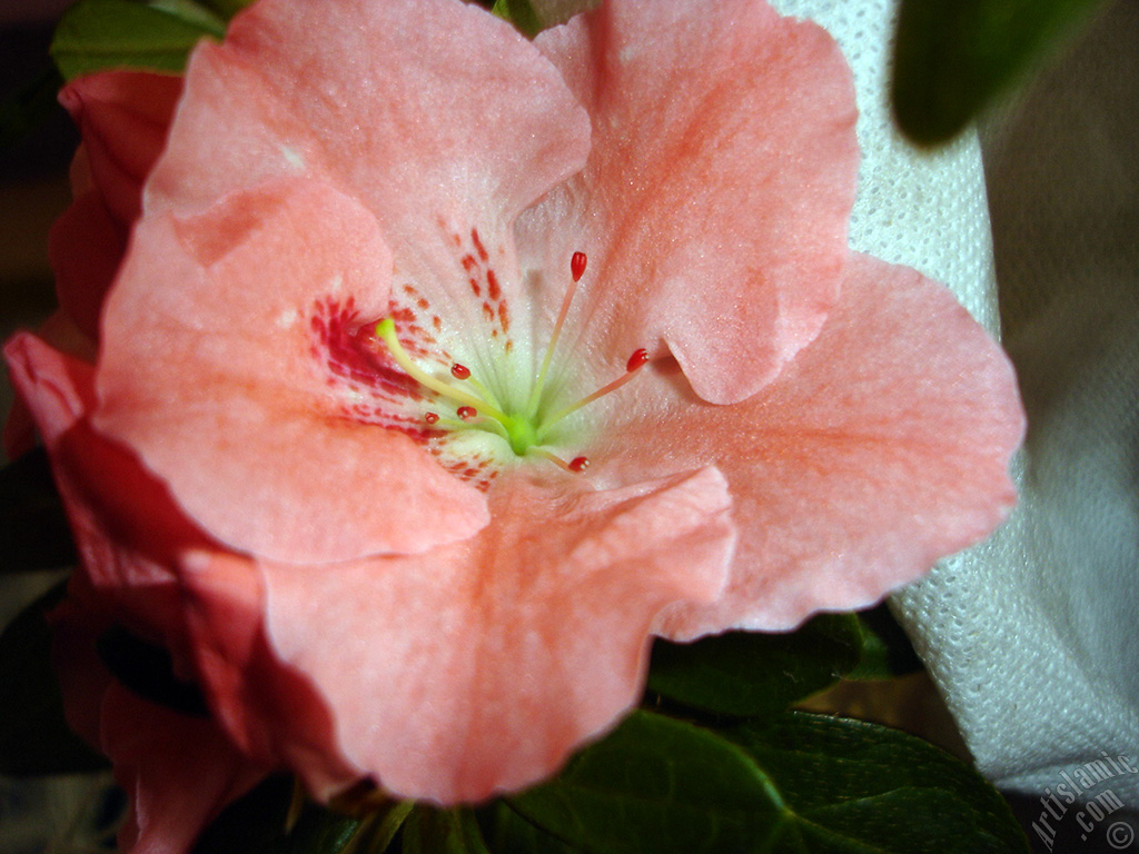 Pembe a�elya �i�e�i resmi.

