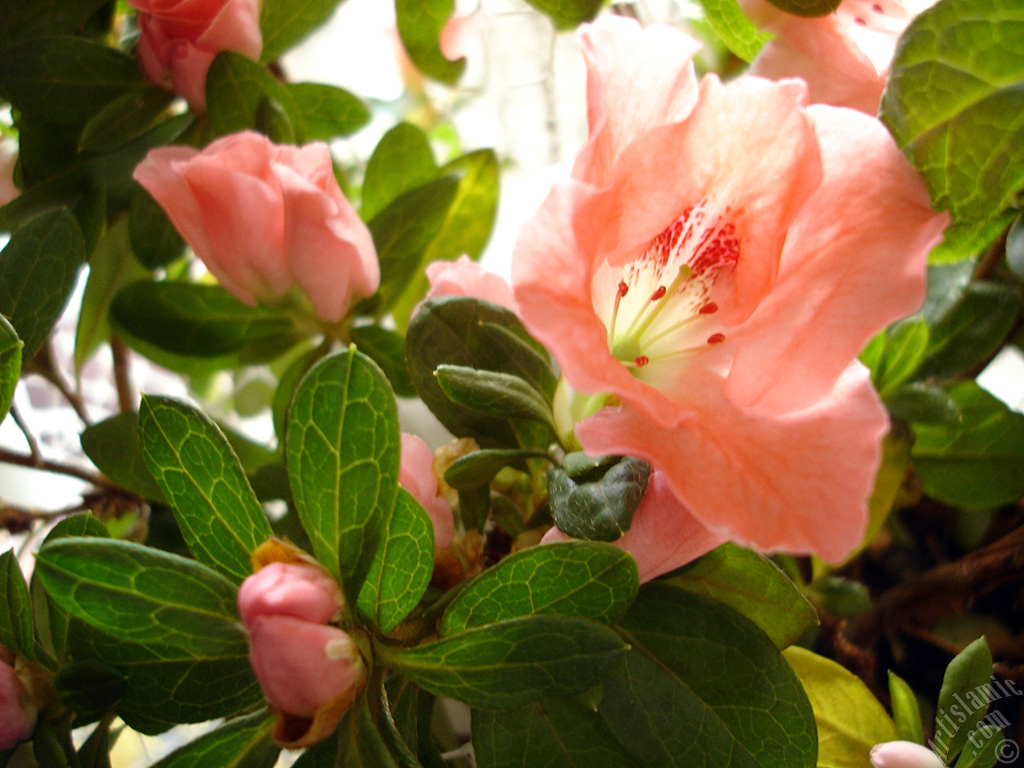 Pembe a�elya �i�e�i resmi.
