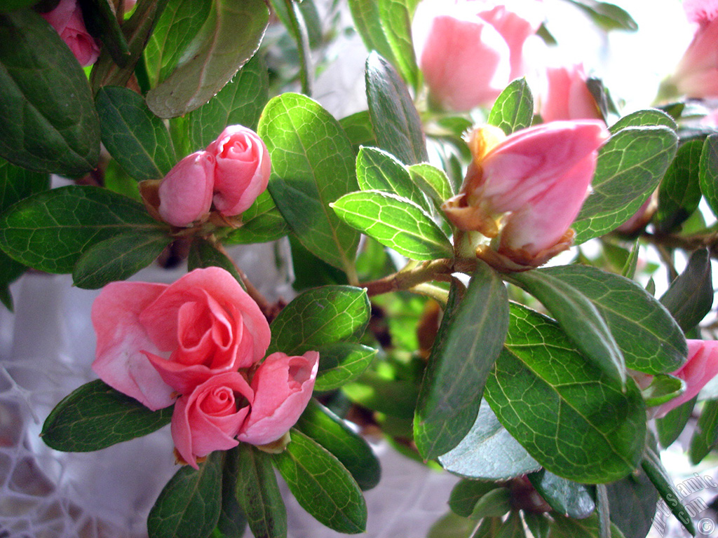 Pembe a�elya �i�e�i resmi.
