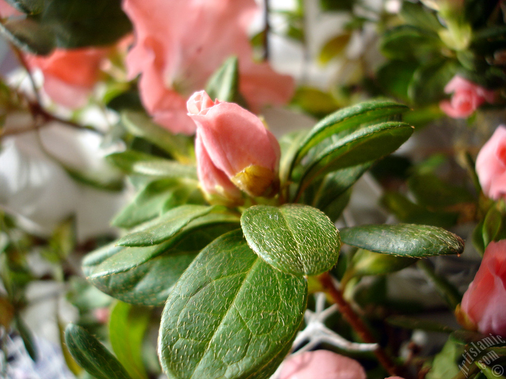 Pembe a�elya �i�e�i resmi.

