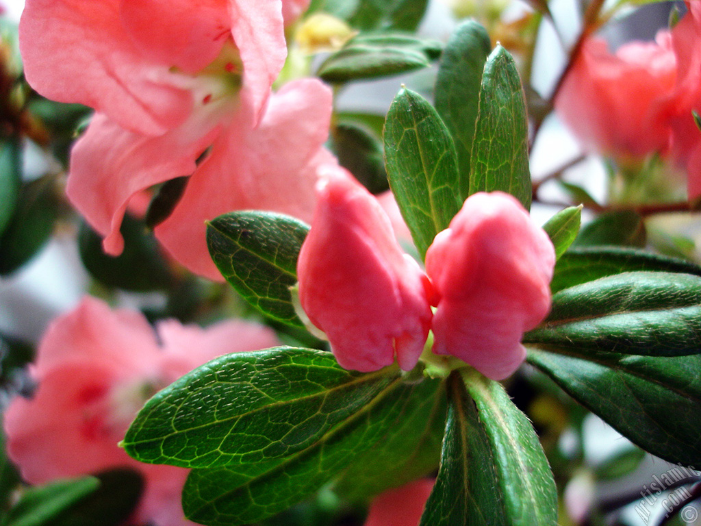 Pembe a�elya �i�e�i resmi.

