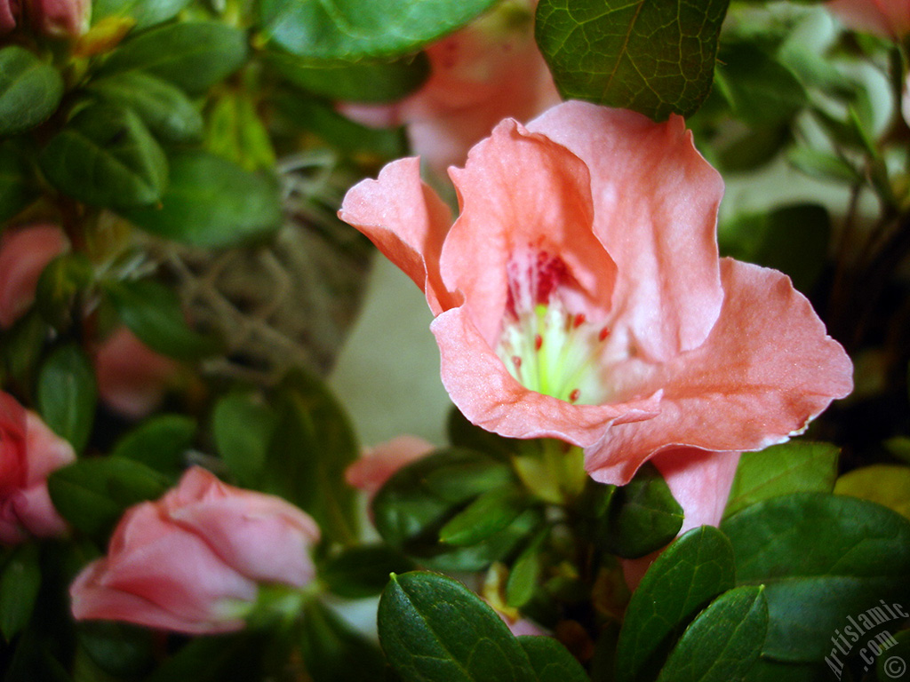 Pembe a�elya �i�e�i resmi.
