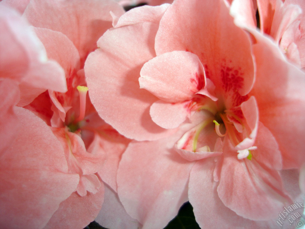 Pembe a�elya �i�e�i resmi.
