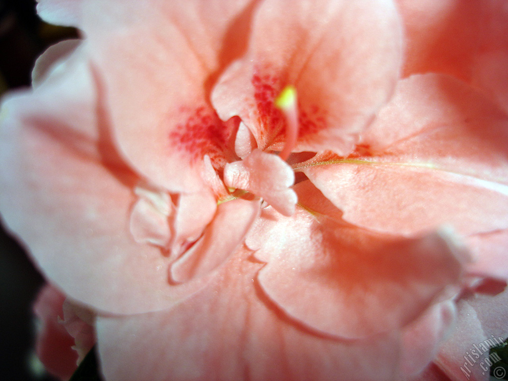 Pembe a�elya �i�e�i resmi.

