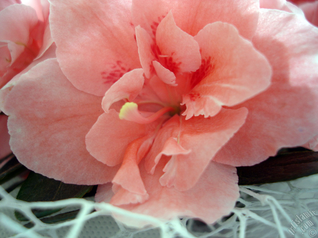 Pembe a�elya �i�e�i resmi.

