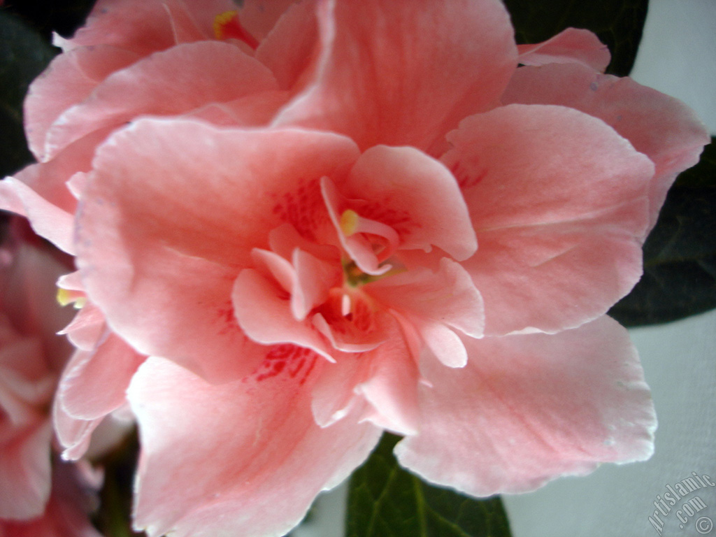 Pembe a�elya �i�e�i resmi.
