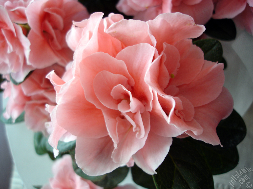 Pembe a�elya �i�e�i resmi.

