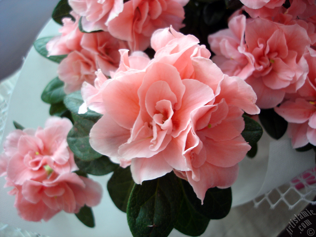 Pembe a�elya �i�e�i resmi.
