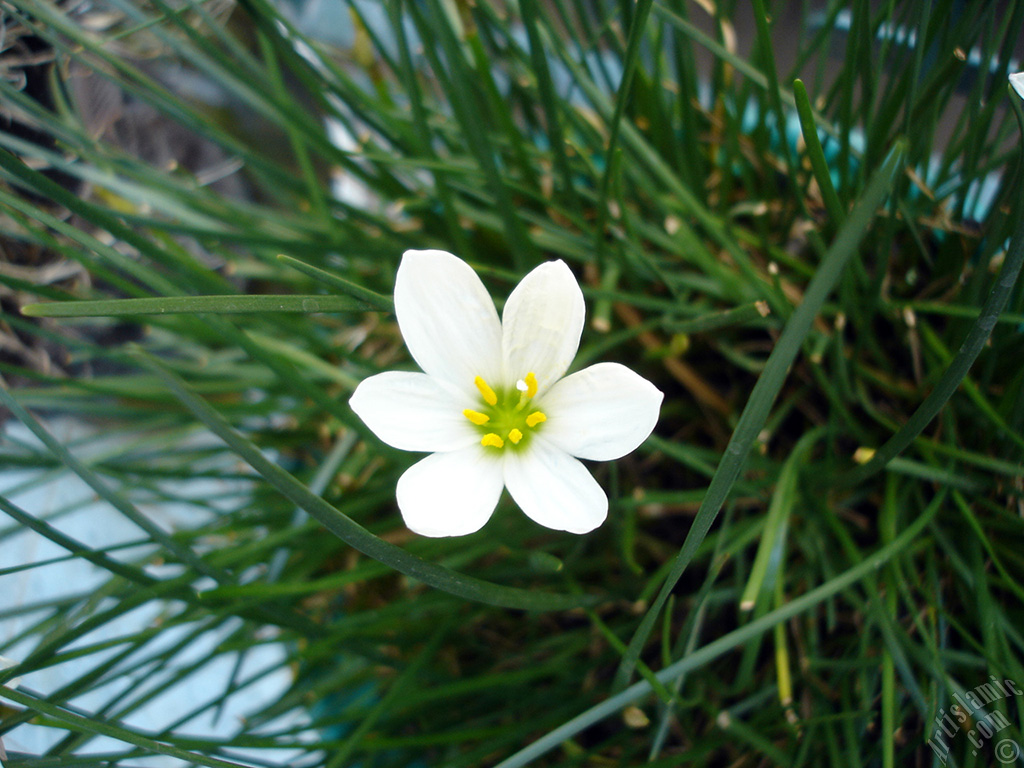 Beyaz zambak t�r�nde bir �i�ek resmi.
