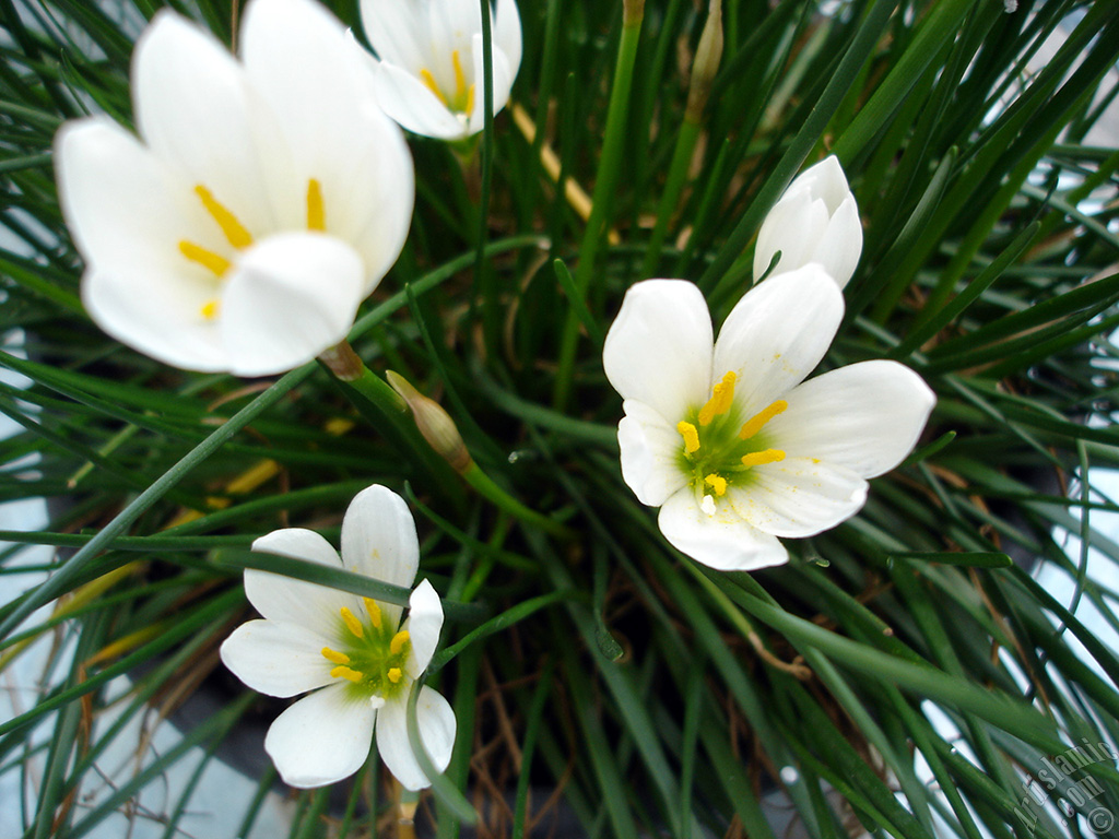 Beyaz zambak t�r�nde bir �i�ek resmi.
