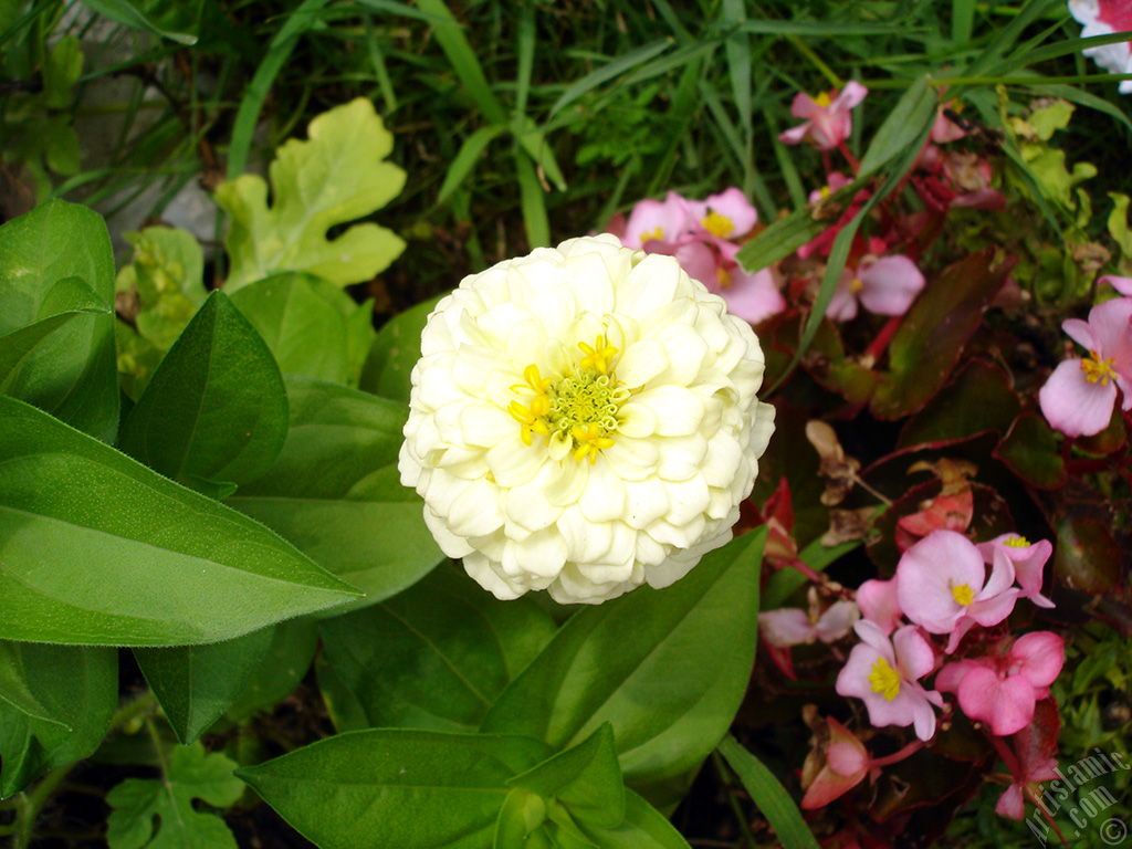 Papatyagiller �i�ek ailesine mensup Y�ld�z (Dahlia) �i�e�i resmi.
