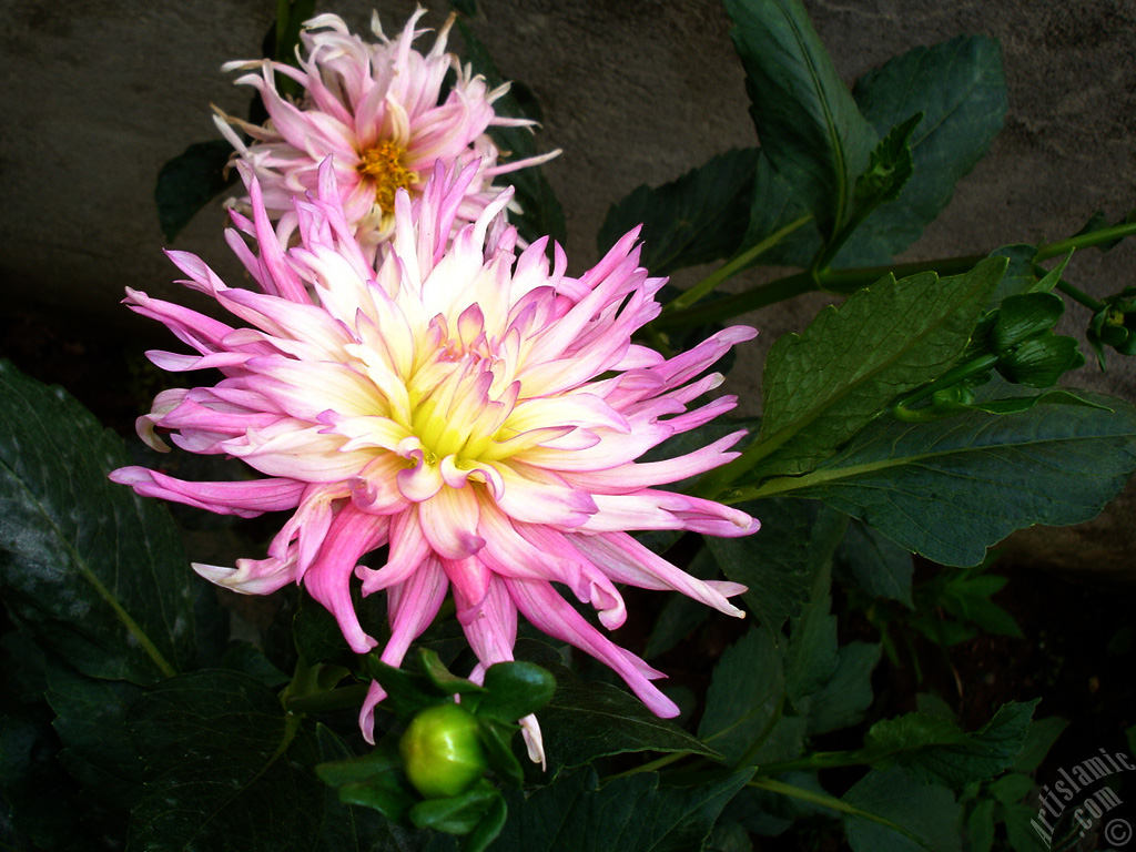 Papatyagiller �i�ek ailesine mensup Y�ld�z (Dahlia) �i�e�i resmi.
