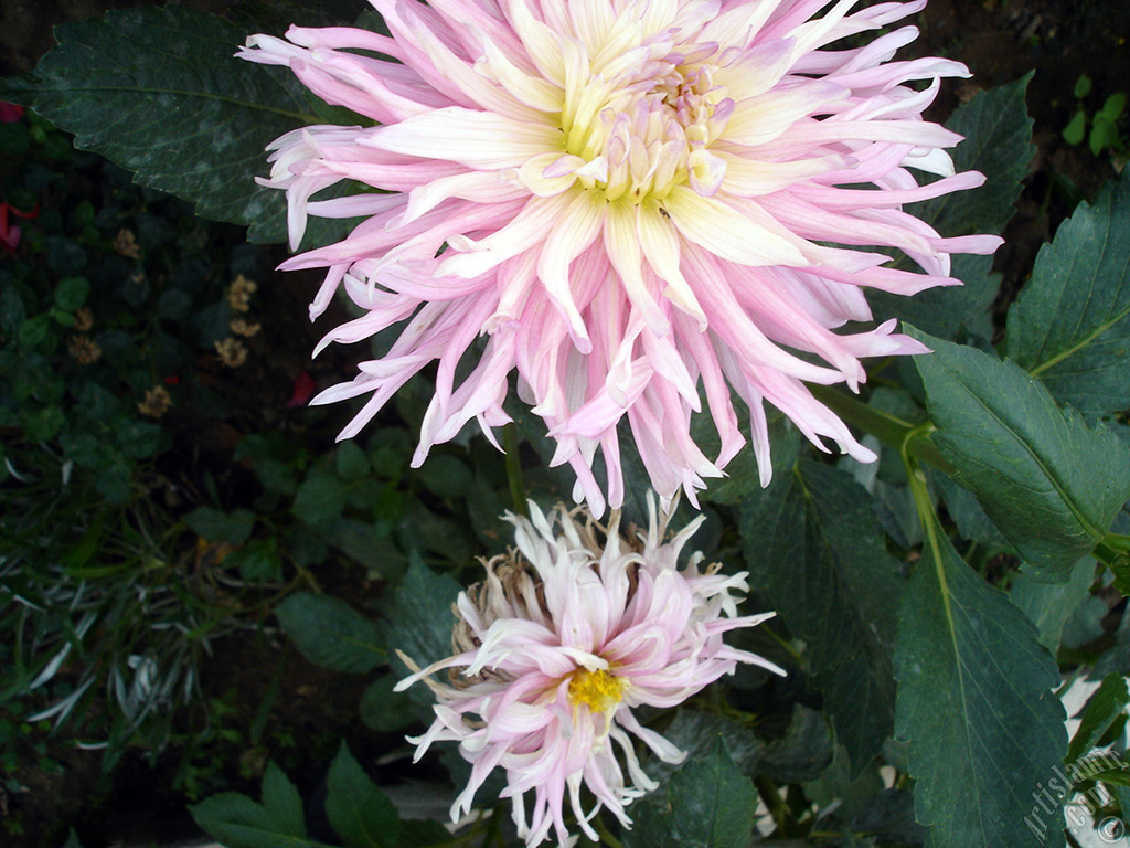 Papatyagiller �i�ek ailesine mensup Y�ld�z (Dahlia) �i�e�i resmi.
