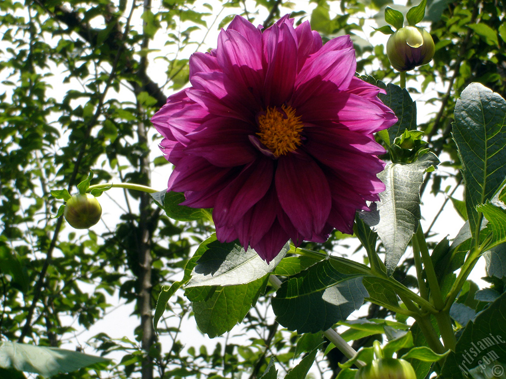 Papatyagiller �i�ek ailesine mensup Y�ld�z (Dahlia) �i�e�i resmi.
