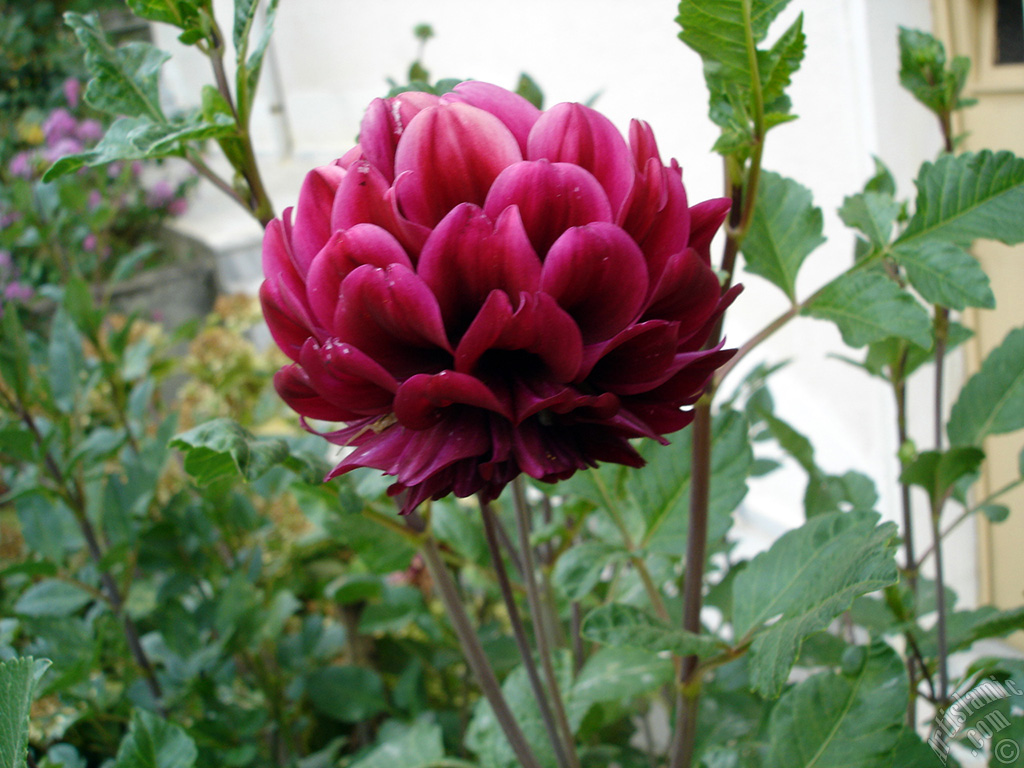 Papatyagiller �i�ek ailesine mensup Y�ld�z (Dahlia) �i�e�i resmi.
