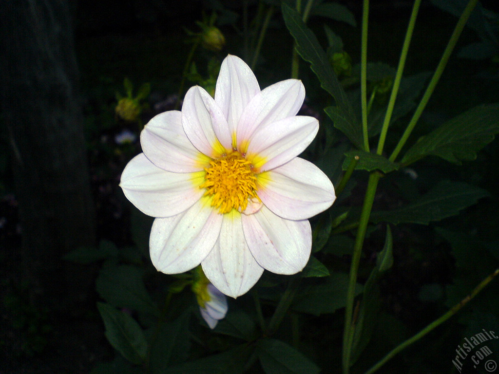 Papatyagiller �i�ek ailesine mensup Y�ld�z (Dahlia) �i�e�i resmi.
