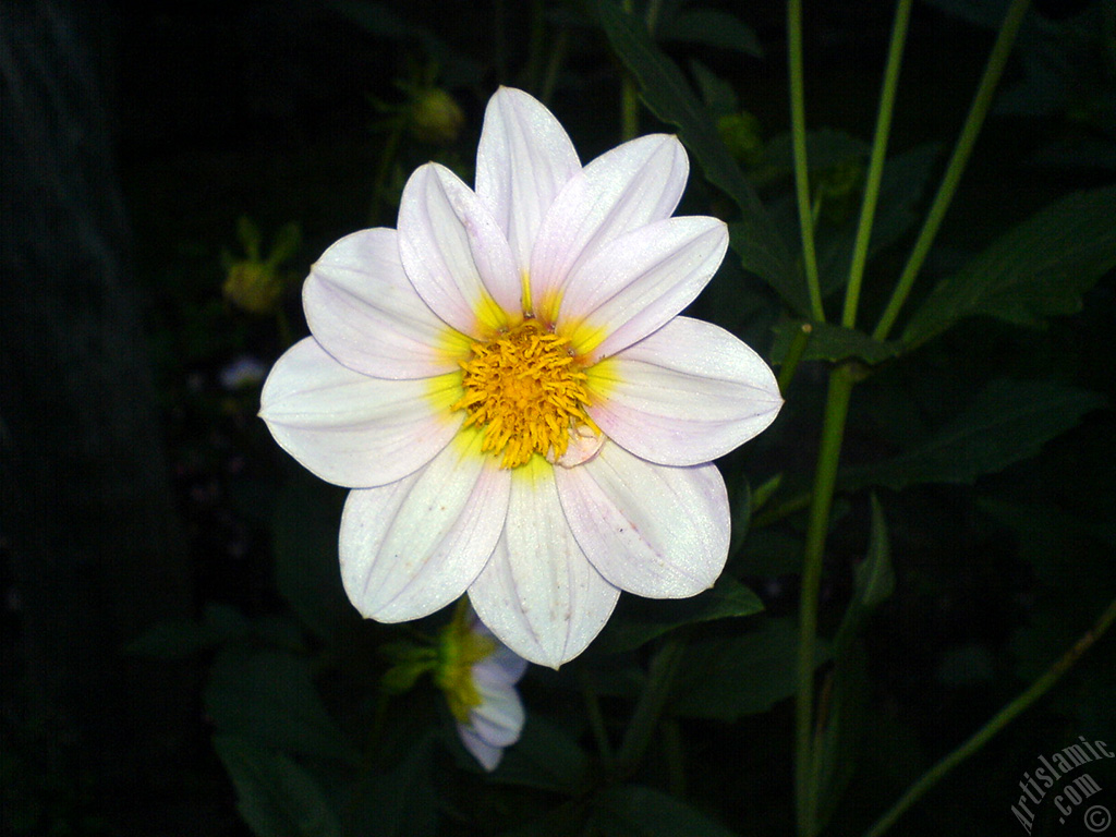 Papatyagiller �i�ek ailesine mensup Y�ld�z (Dahlia) �i�e�i resmi.

