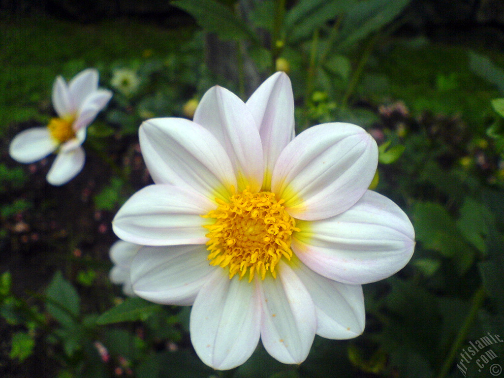 Papatyagiller �i�ek ailesine mensup Y�ld�z (Dahlia) �i�e�i resmi.
